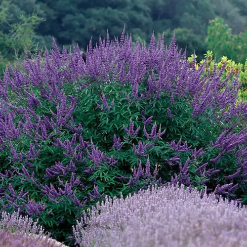 layered drought-tolerant shrubs garden with vibrant purple flowering bushes (likely vitex or similar species), soft-focus lavender blooms in foreground, and forested hills under overcast sky