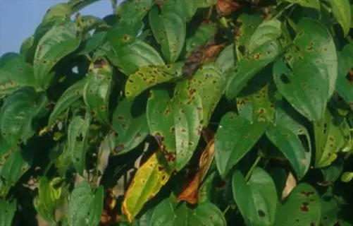 leaf necrosis plants: green foliage with dark necrotic spots and yellowing leaves showing disease symptoms outdoors