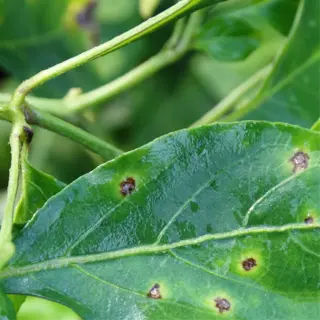 leaf with bacterial leaf spot symptoms