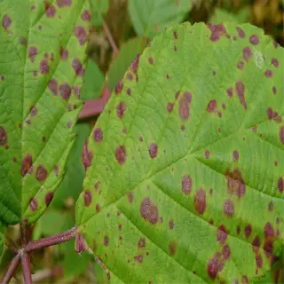 leaf with dark fungal spots on a plant