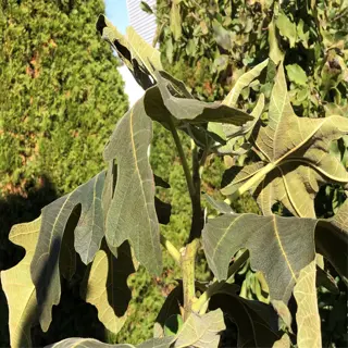 leaves of a chicago hardy fig tree in a garden