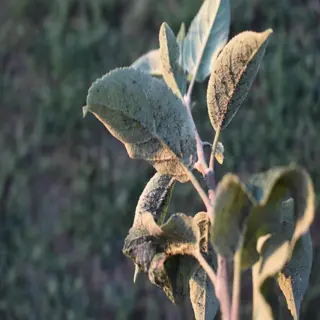 leaves showing signs of thrips damage with silvery streaks and speckling, curled and distorted foliage, set in a garden environment. minute pirate bugs (orius) not visible