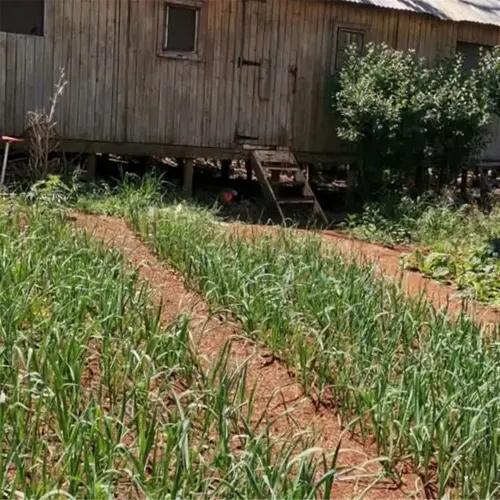 leeks growing in a garden beside a wooden shed