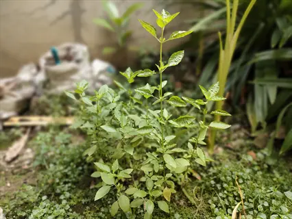 lemon basil herb garden with vibrant green plants growing in natural outdoor setting near a weathered wall