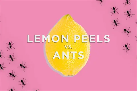 lemon peels vs. ants infographic: citrus peels ants natural repellent for kitchen pest control