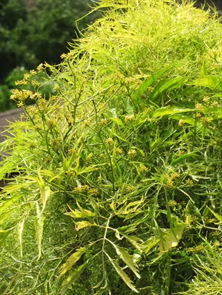 lemony lace elderberry showcasing intricate yellow-green foliage and delicate flower clusters