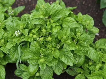lettuce leaf basil plant with vibrant green crinkled leaves and small white flowers growing in soil