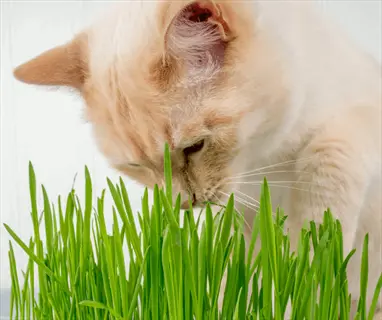light-colored cat sniffing cat's meow catmint grass