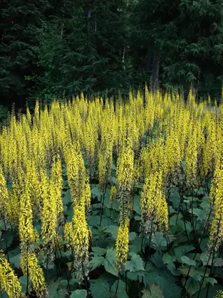 ligularia yellow spikes: dense field of bright yellow flower spikes rising above large toothed leaves in a shaded forest understory