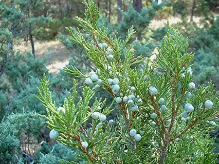 lime glow juniper shrub featuring scale-like blue-green foliage and clusters of pale blue berries in a sun-dappled forest setting