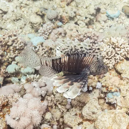 lionfish (pterois) with distinctive striped fins swimming through coral reef, classic invasive species ecosystem disruption in marine habitat