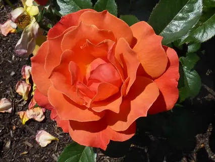 livin' easy floribunda rose: vibrant orange ruffled bloom in sunlit garden