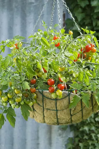 lizzano tomato plants thriving in a hanging basket, showcasing ripe red and unripe green cherry tomatoes on trailing vines against a garden backdrop