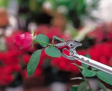long-handled pruning saw cutting a red rose stem in a vibrant garden; essential tool for maintaining healthy rose canes during pruning season