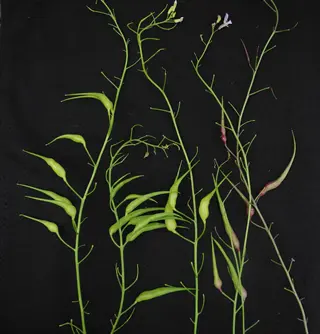 long, slender green rat's tail radish pods on a black background
