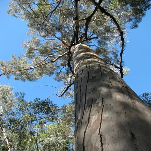 looking up a tall trunk into a eucalyptus tree canopy against a clear blue sky