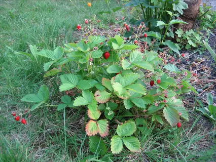 lush allstar strawberry plants with green serrated leaves and ripe red berries growing in a garden