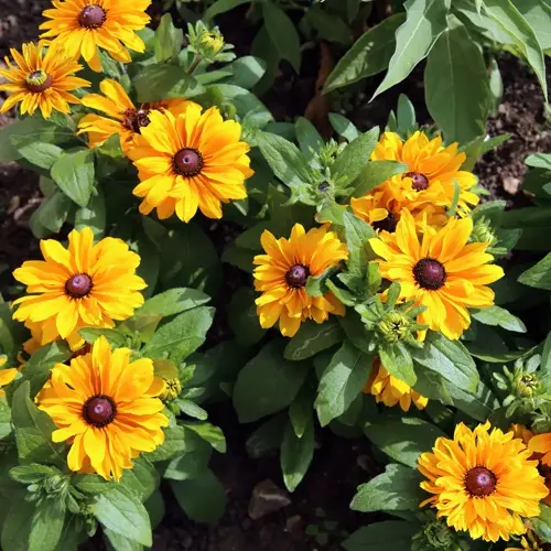 lush black-eyed susan garden featuring vibrant yellow flowers with dark centers and green foliage under sunlight