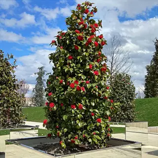 lush camellia 'kramers supreme' tree with vibrant red blooms and glossy green leaves in a landscaped garden under a blue sky
