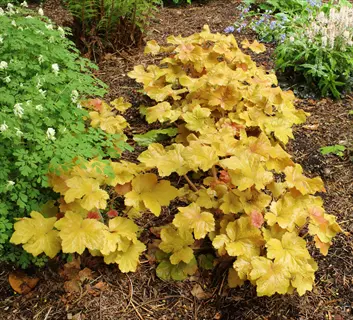 lush caramel heuchera foliage with golden leaves growing among forest plants and mulch in a garden