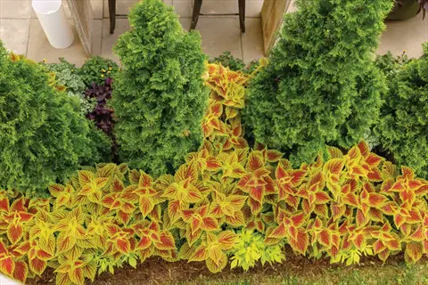lush chartreuse coleus garden with vibrant red-yellow foliage and tall evergreen trees