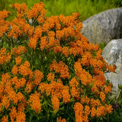 lush cluster of butterfly weed orange flowers with green foliage and rocks