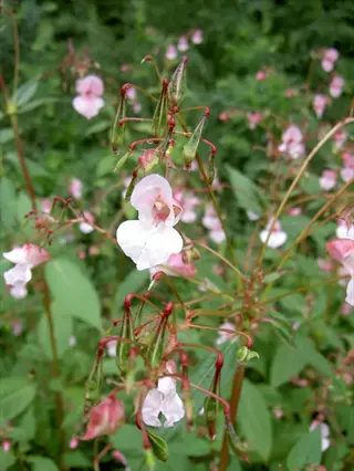 lush cluster of double impatiens blooms with pink-tinged white petals and dewdrops