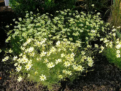 lush cluster of moonbeam coreopsis flowers with pale yellow petals blooming in a garden bed