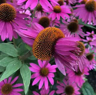 lush cluster of powwow wild berry echinacea flowers with vibrant pink petals and dark centers
