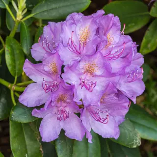 lush cluster of rhododendron purple blooms with prominent stamens and glossy green foliage