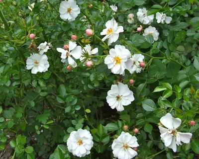 lush cluster of white ground cover roses with green foliage and rosebuds
