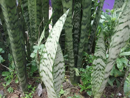 lush cluster of zeylanica snake plants with distinctive white-green striped leaves growing outdoors