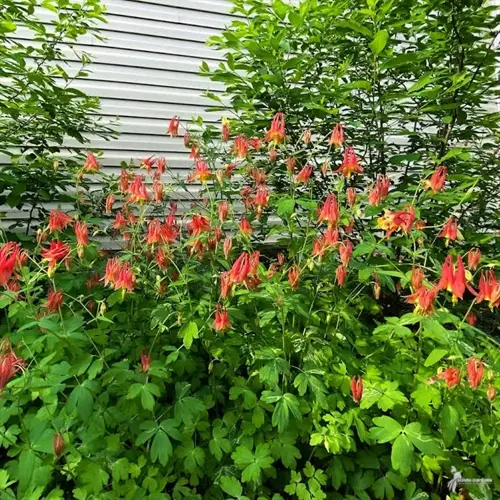 lush columbine flower garden featuring vibrant red and orange blooms amidst green foliage against a striped building wall