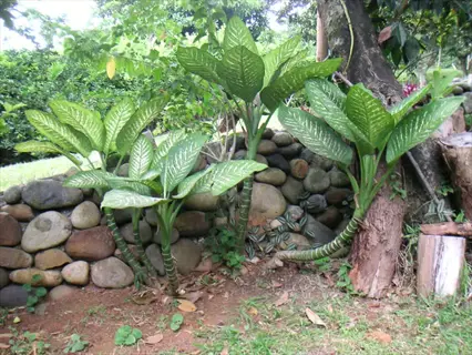 lush dieffenbachia plants with patterned green leaves growing beside a rustic stone wall in a garden