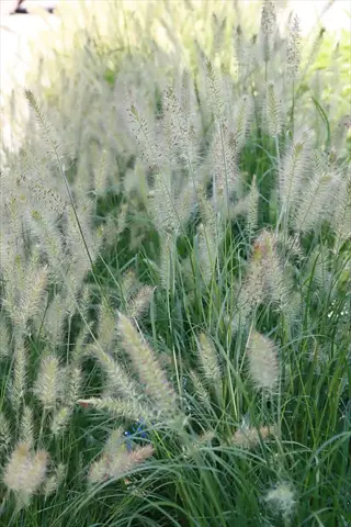 lush dwarf fountain grass with feathery plumes and green foliage in sunlight