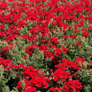 lush field of vibrant red verbena flowers in containers with dense green foliage under sunlight