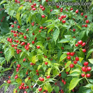 lush fish pepper plant with dense green foliage and abundant clusters of small red berries, against blurred garden backdrop. ©toptropicals.com