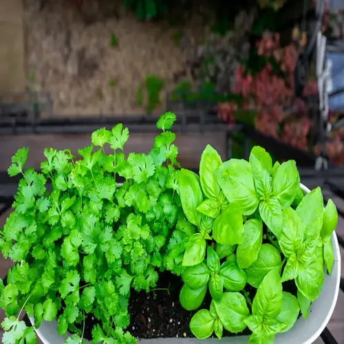 lush fresh cilantro (left) and basil plants growing in a white garden planter with visible soil