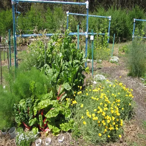 lush garden bed featuring fennel, swiss chard, and yellow flowers with blue trellises. white plant markers (text) are visible among the vibrant foliage