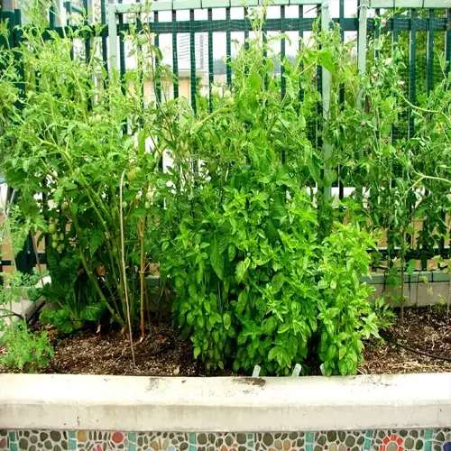 lush garden bed featuring tomato plants with green fruits alongside basil and other companion plants in a mosaic-trimmed planter