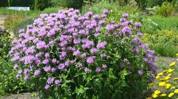 lush garden bed showcasing vibrant purple bergamot plants (monarda) in full bloom amidst green foliage under sunny skies