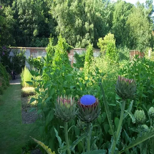 lush garden featuring artichoke plants with purple blooms in foreground, surrounded by green foliage and brick wall backdrop