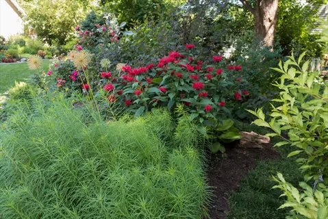 lush garden featuring prominent red monarda 'jacob cline' blooms among diverse greenery and flowering plants under sunny skies