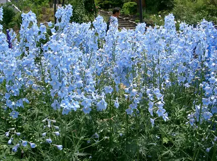 lush garden of blue belladonna delphiniums with green foliage, distant figure near stone steps under archway