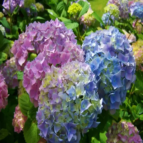 lush garden of vibrant blue and pink hydrangea flowers with green foliage