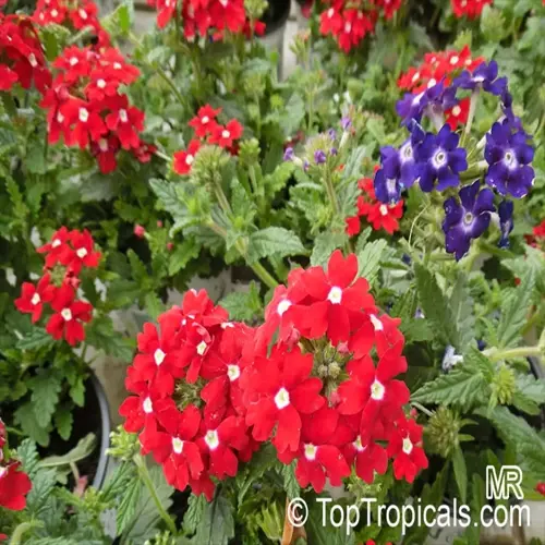lush garden of vibrant red and purple verbena flowers