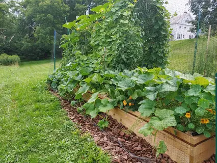 lush garden with raised beds featuring garden trellis squash, climbing plants, and marigolds, surrounded by lawn and a white house in the background