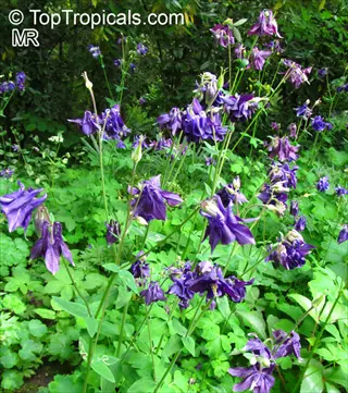lush garden with vibrant purple columbine flowers (aquilegia) and green foliage