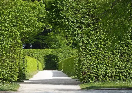 lush green boxwood hedge garden with arched pathways and stone walkway
