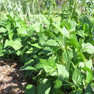 lush green bush bean plants growing in a garden bed